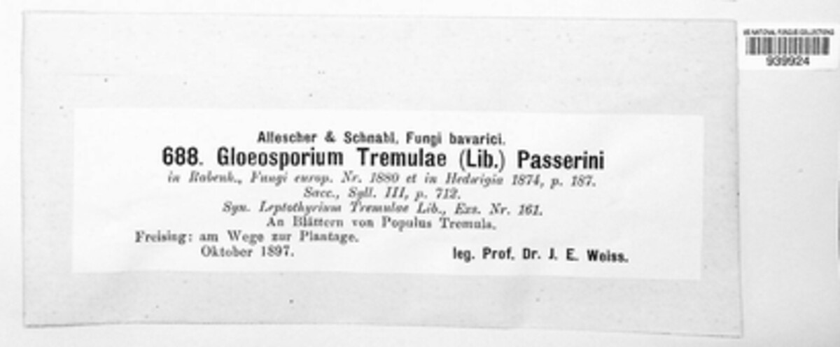 Titaeosporina tremulae image